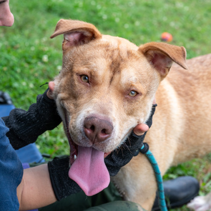 Shelter Stray Male Dog last seen Near Creekwood Ter, Decatur, GA 30030, 30030, GA, 3280 Chamblee Dunwoody Rd, Chamblee, GA 30341, USA