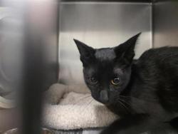 Shelter Stray Male Cat last seen Near block of Viridian Lane, Georgetown, City of Georgetown, TX, 1855 SE Inner Loop, Georgetown, TX 78626, USA