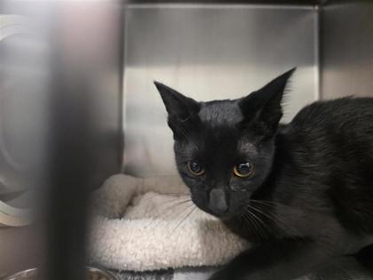 Shelter Stray Male Cat last seen Near block of Viridian Lane, Georgetown, City of Georgetown, TX, 1855 SE Inner Loop, Georgetown, TX 78626, USA
