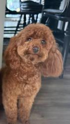 Reunited Female Dog last seen Grove Farm Rd., Franklin Township, NJ 08867