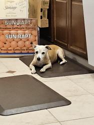 Reunited Female Dog last seen Ogden Nash Way / Oakhollow / Tacomic / Robert Frost Park, Sacramento, CA 95842