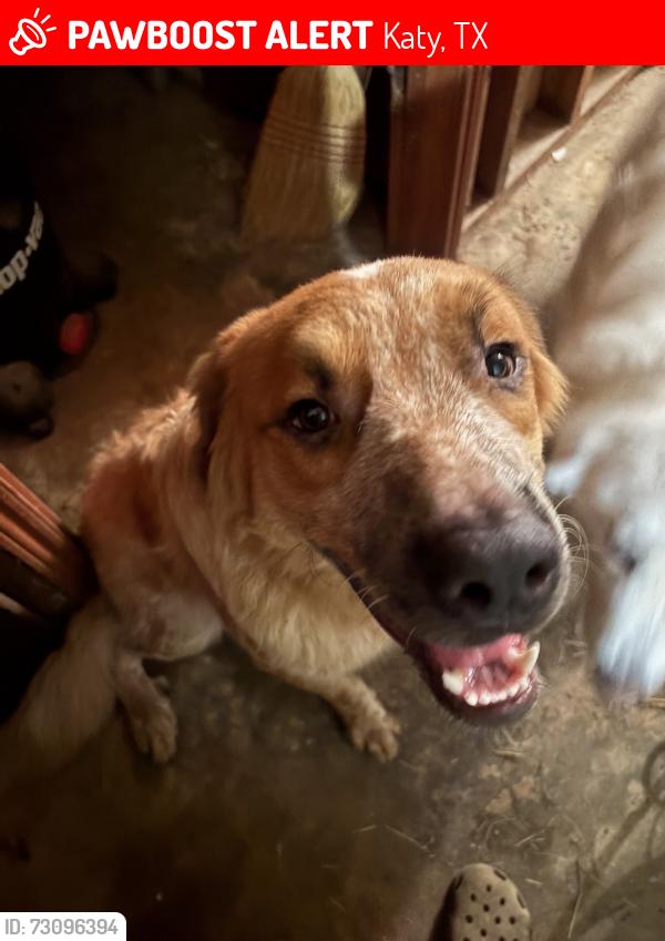 Lost Male Dog last seen Pin oak and Katy Flewellyn , Katy, TX 77494