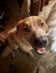 Lost Male Dog last seen Pin oak and Katy Flewellyn , Katy, TX 77494