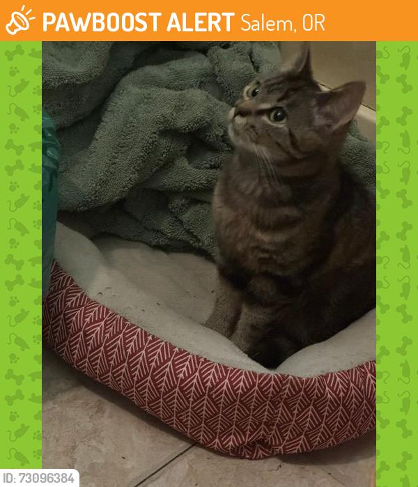 Found/Stray Female Cat last seen Cottage St NE and Market NE, Salem, OR 97301