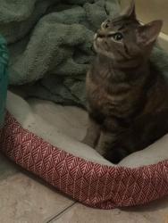 Found/Stray Female Cat last seen Cottage St NE and Market NE, Salem, OR 97301