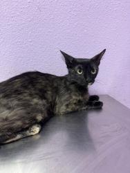 Shelter Stray Female Cat last seen Near VOSS, CITY of El Paso, TX, 5001 Fred Wilson Ave, El Paso, TX 79906, USA