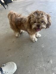 Found/Stray Male Dog last seen Fowler, Ceres, CA 95307