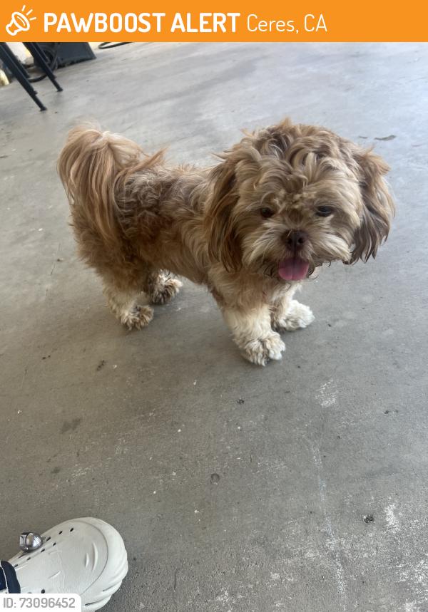 Found/Stray Male Dog last seen Fowler, Ceres, CA 95307
