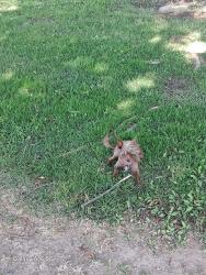 Lost Male Dog last seen Kensington and 36 1/2, Madera, CA 93636