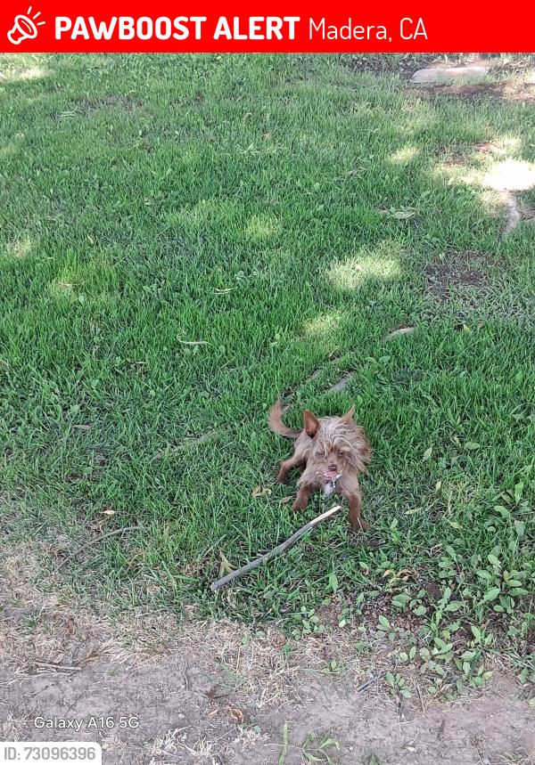 Lost Male Dog last seen Kensington and 36 1/2, Madera, CA 93636