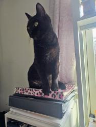 Reunited Female Cat last seen Quail Glen Sub, Harnett County, NC 27501