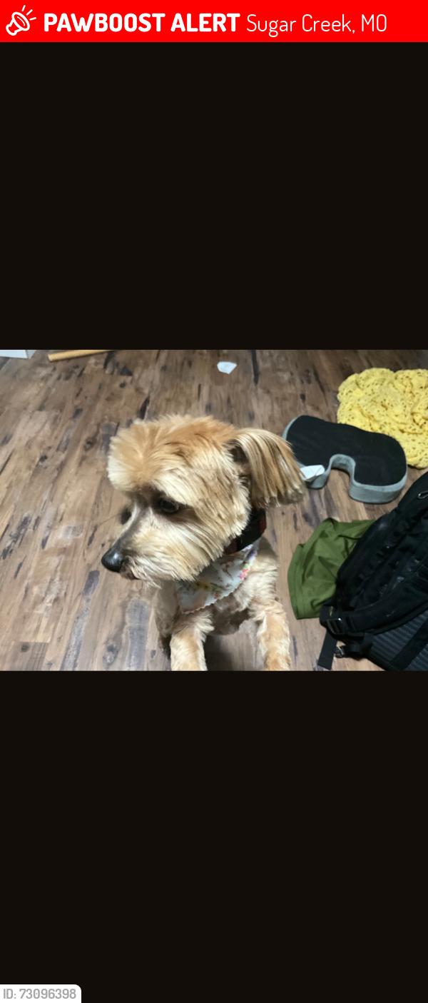 Lost Female Dog last seen Claremont ave and Anderson, Sugar Creek, MO 64054