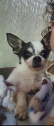 Reunited Male Dog last seen Penrose and Glenoaks, Los Angeles, CA 91352