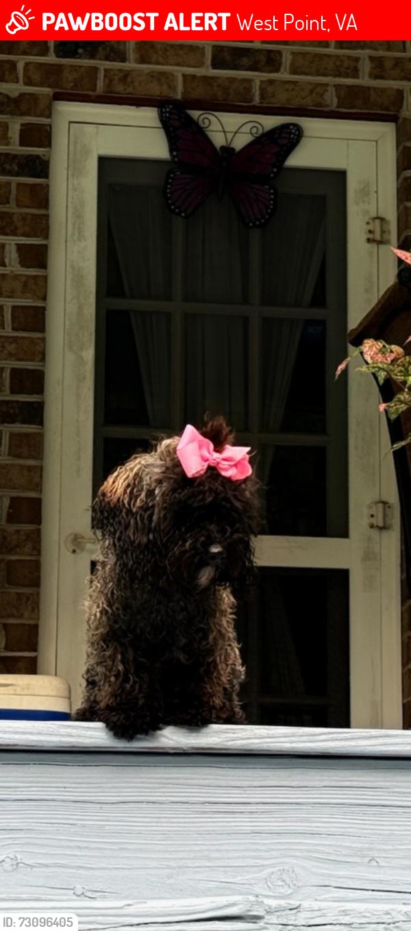 Lost Female Dog last seen Near Logans Branch, West Point, VA 23181