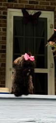 Lost Female Dog last seen Near Logans Branch, West Point, VA 23181