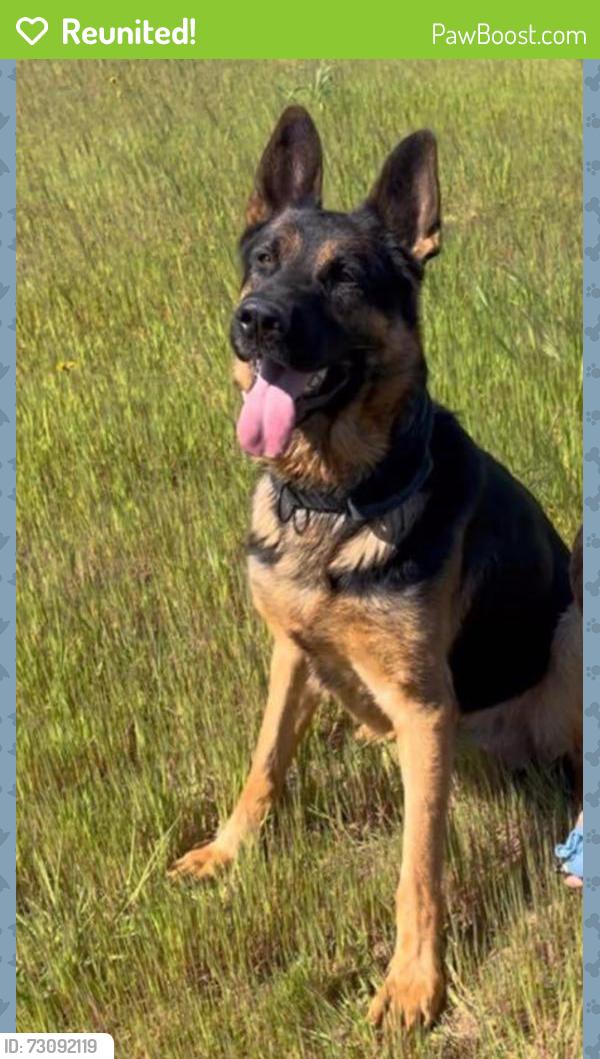 Reunited Male Dog last seen Brentwood blvd x lone tree way, Brentwood, CA 94513