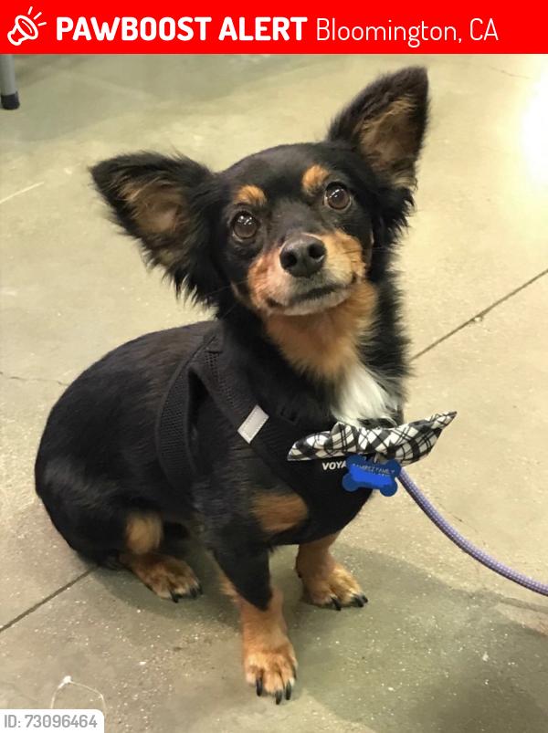 Lost Male Dog last seen Cedar and Valley by Goyo’s Tacos, Bloomington, CA 92316