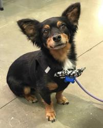 Lost Male Dog last seen Cedar and Valley by Goyo’s Tacos, Bloomington, CA 92316