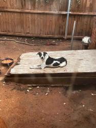 Lost Female Dog last seen 12th Street/Santa Fe (Near Southminster/St.George), Moore, OK 73160