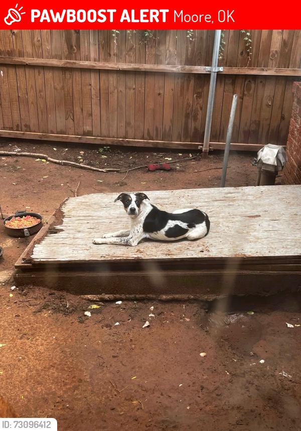 Lost Female Dog last seen 12th Street/Santa Fe (Near Southminster/St.George), Moore, OK 73160