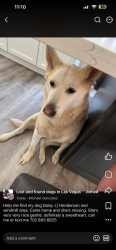 Lost Female Dog last seen Maryland and windmill, Las Vegas, NV 89123
