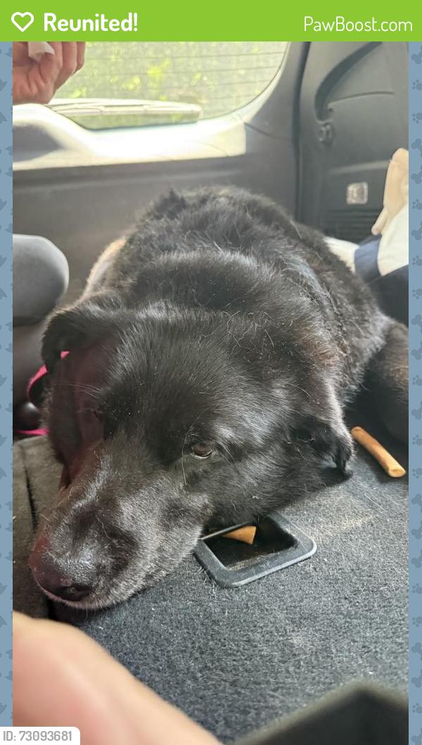 Reunited Male Dog last seen Near Ramunno Cir, Hockessin, DE 19707, Hockessin, DE 19707