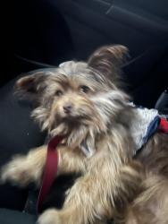 Lost Male Dog last seen Near Sunset Meadow Ln Houston, TX  77035 United States, Houston, TX 77035