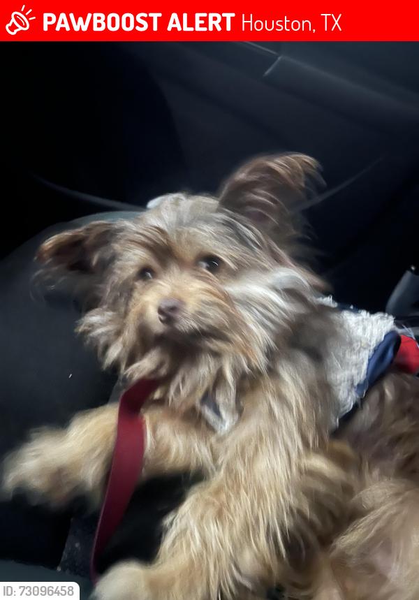 Lost Male Dog last seen Near Sunset Meadow Ln Houston, TX  77035 United States, Houston, TX 77035