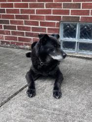 Reunited Male Dog last seen Near Scotia Rd, Oak Park, MI 48237, USA, Oak Park, MI 48237