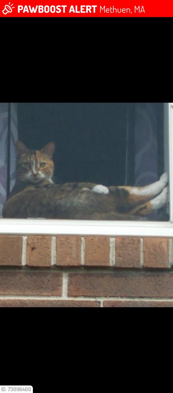 Lost Female Cat last seen Tyler St, Methuen, MA 01810