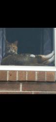 Lost Female Cat last seen Tyler St, Methuen, MA 01810