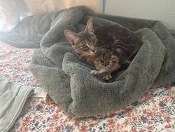 Lost Female Cat last seen Near NW 129th st., Vancouver, WA 98685