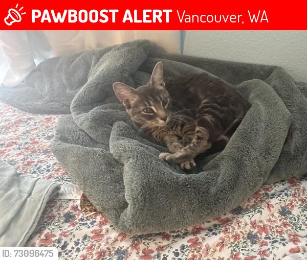 Lost Female Cat last seen Near NW 129th st., Vancouver, WA 98685