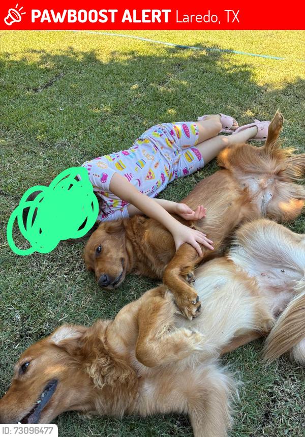 Lost Female Dog last seen HEB by Del mar, Laredo, TX 78045