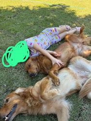 Lost Female Dog last seen HEB by Del mar, Laredo, TX 78045