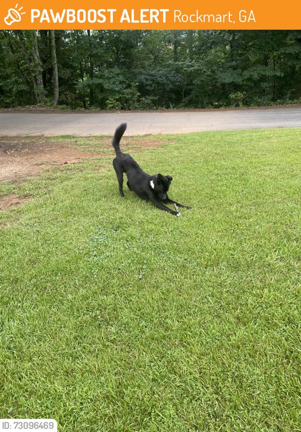 Found/Stray Male Dog last seen Cherry St, Rockmart, GA 30153