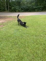 Found/Stray Male Dog last seen Cherry St, Rockmart, GA 30153