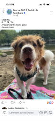 Reunited Male Dog last seen Oliver hollow road near Hampton on Watauga near the lake, Watauga, TN 37694