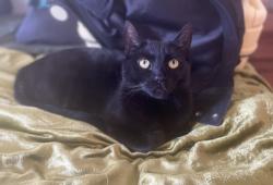 Reunited Male Cat last seen Rio Nido Lodge, Guerneville, CA 95446