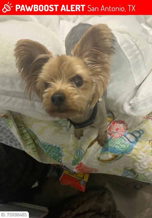 Lost Female Dog last seen nogalitos, San Antonio, TX 78225