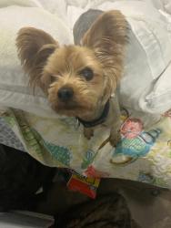 Lost Female Dog last seen nogalitos, San Antonio, TX 78225