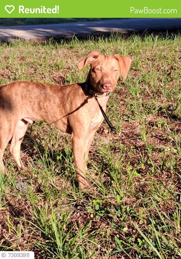 Reunited Male Dog last seen Tuttle and Bahia Vista, Sarasota, FL 34239
