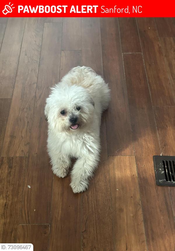 Lost Male Dog last seen Near west forest ln Sanford, Sanford, NC 27332