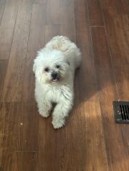 Lost Male Dog last seen Near west forest ln Sanford, Sanford, NC 27332