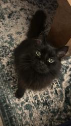 Reunited Male Cat last seen Eccleston Square, Pimlico, England SW1V 1NS