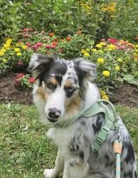 Reunited Female Dog last seen Near Dinnerbell Rd, Ohiopyle, PA 15464