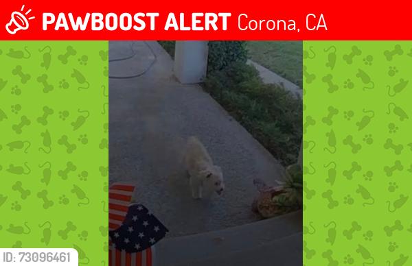 Lost Female Dog last seen Near via bernardo, Corona, ca 92882, Corona, CA 92882