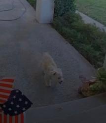 Lost Female Dog last seen Near via bernardo, Corona, ca 92882, Corona, CA 92882