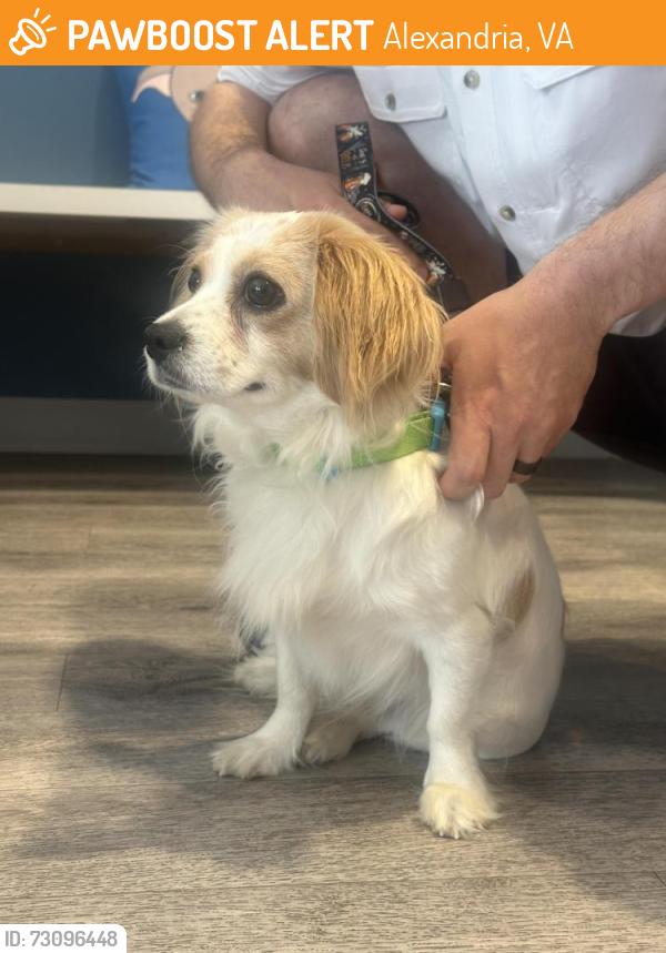 Found/Stray Male Dog last seen Braddock metro station, Alexandria, VA 22314