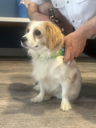 Found/Stray Male Dog last seen Braddock metro station, Alexandria, VA 22314